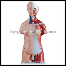 ISO 45CM Dual Sex Anatomische Torso Modell mit internen Orgeln 23 Stück